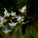 anggrek aerides odorata