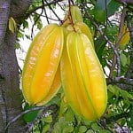 pohon belimbing