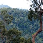 Hutan Tersisa Borneo