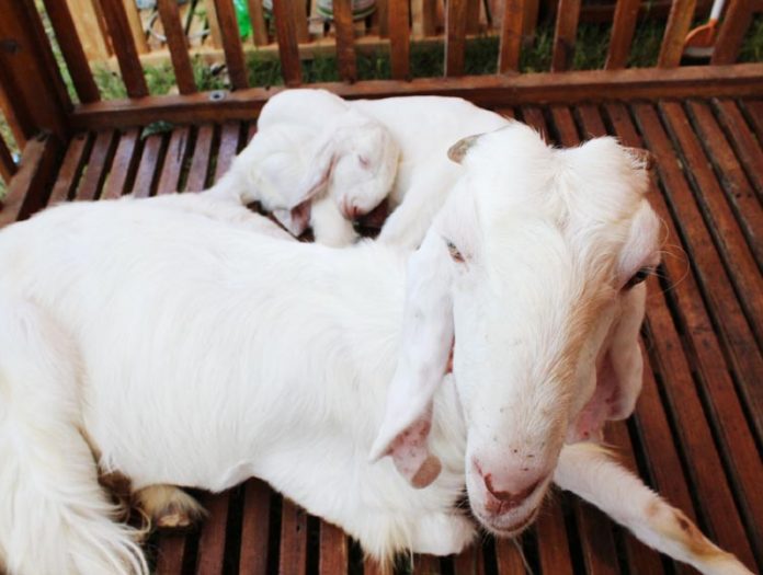kambing PE kambing peranakan etawa