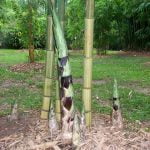 Produksi Rebung Bambu