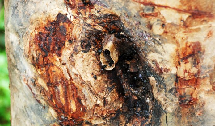 sarang lebah trigona