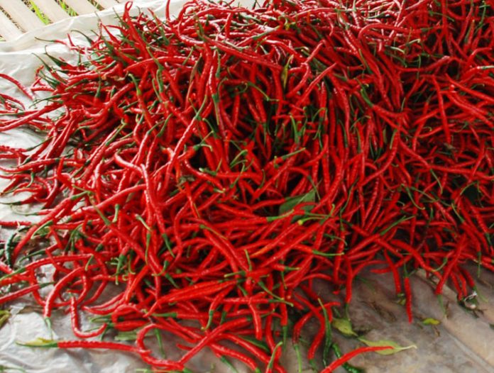 cabai merah keriting