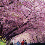 Sakura Flower Festival