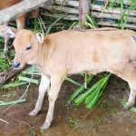 Sapi Unggul Sapi Jaliteng