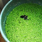 Azolla Pakan Ternak Bergizi