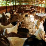 Herbal Gemuk Kambing Domba