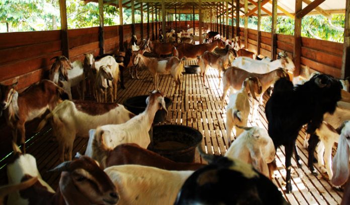 jamu gemuk kambing domba peternakan kambing