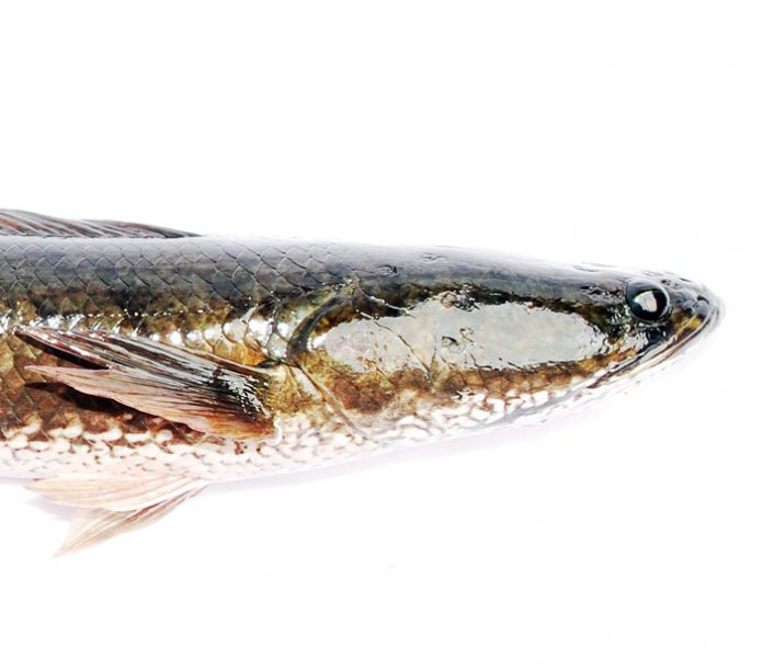 ikan gabus ikan gabus