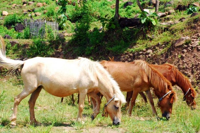 susu kuda liar kuda liar