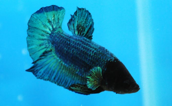 cupang adu cupang adu