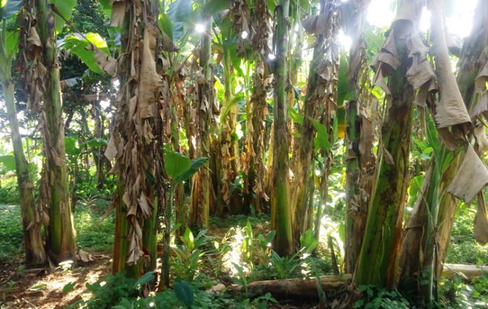 manfaat batang pisang kebun pisang