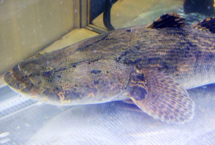 ikan betutu