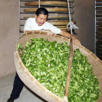 tieguanyin-teh