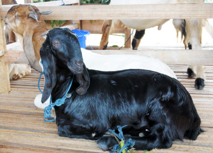 kambing peranakan etawa