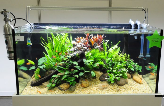 aquascaping aquascaping