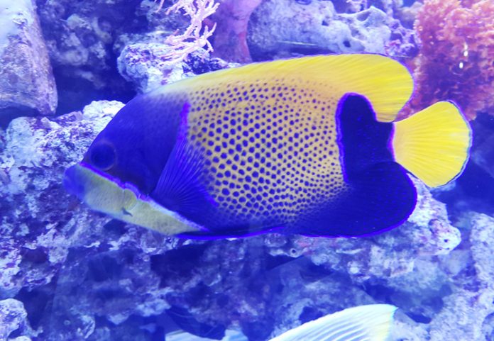 ikan hias laut