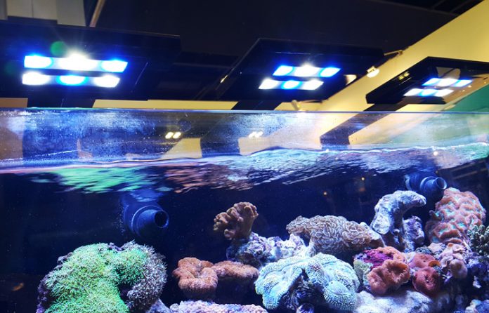 akuarium laut