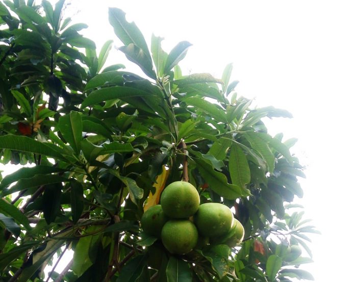 buah bintaro buah bintaro