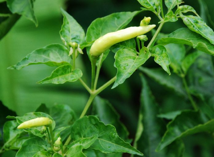 tumpangsari sayuran tumpangsari