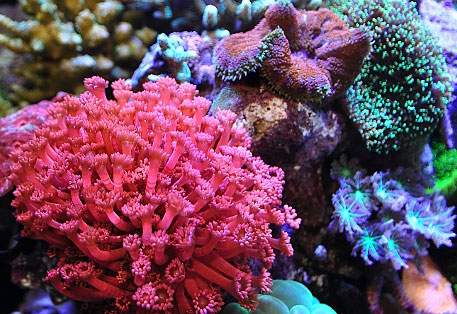 akuarium laut akuarium laut