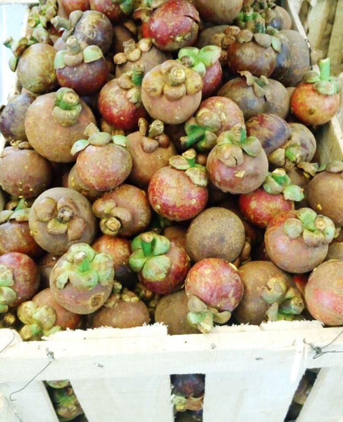 buah manggis