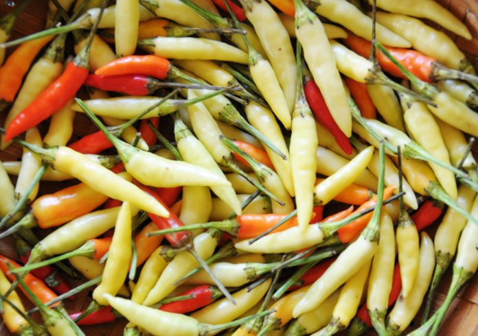 cabai di pot cabai rawit