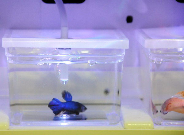 akuarium cupang akuarium