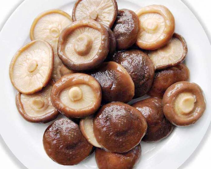 jamur shiitake jamur shiitake