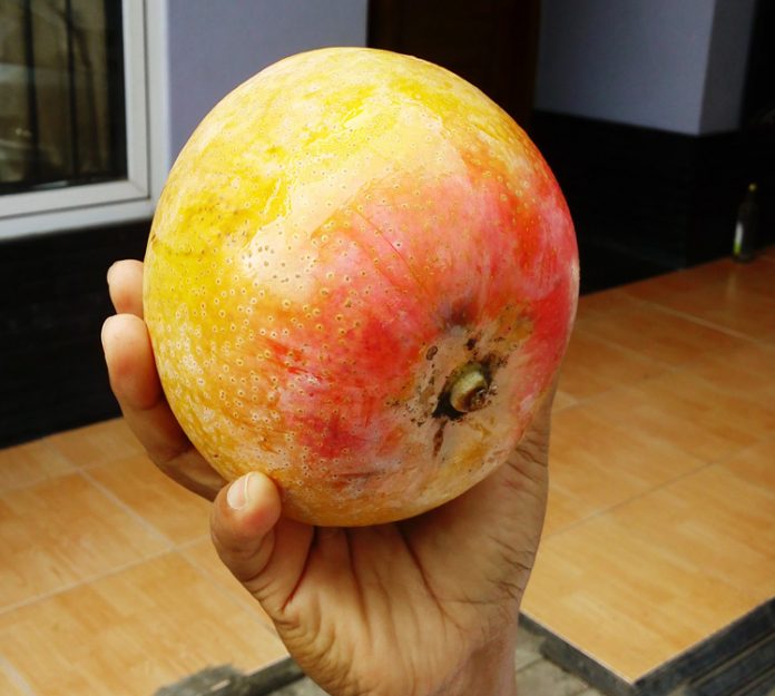 mangga