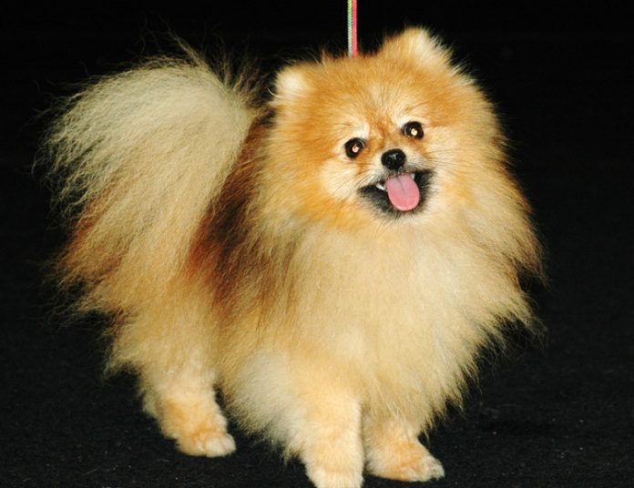 pomeranian