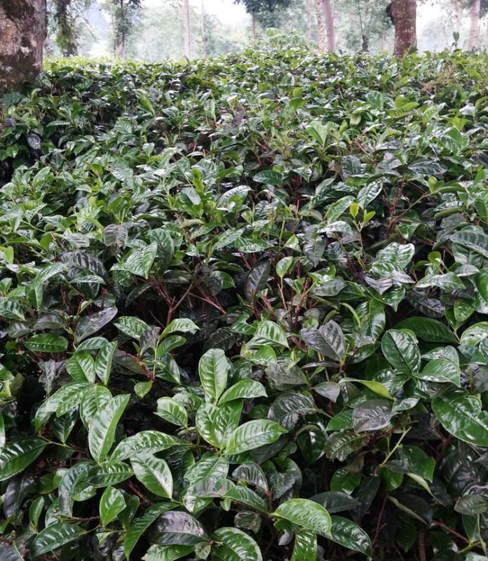 agrowisata agrowisata