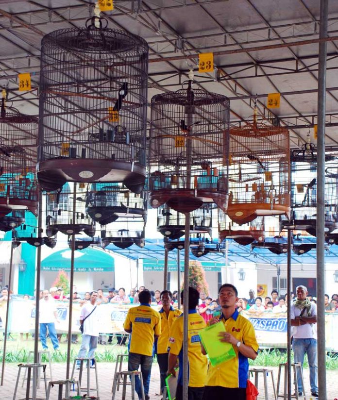 burung kicau lomba burung