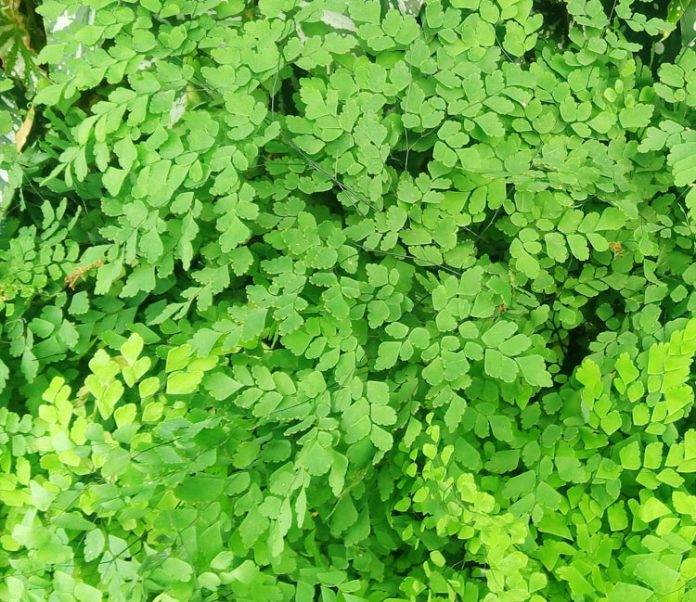 daun suplir tanaman suplir