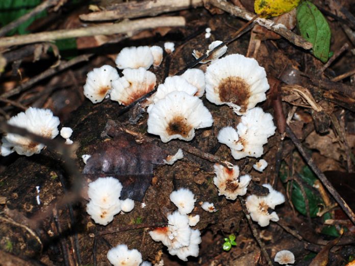 flora malesiana flora