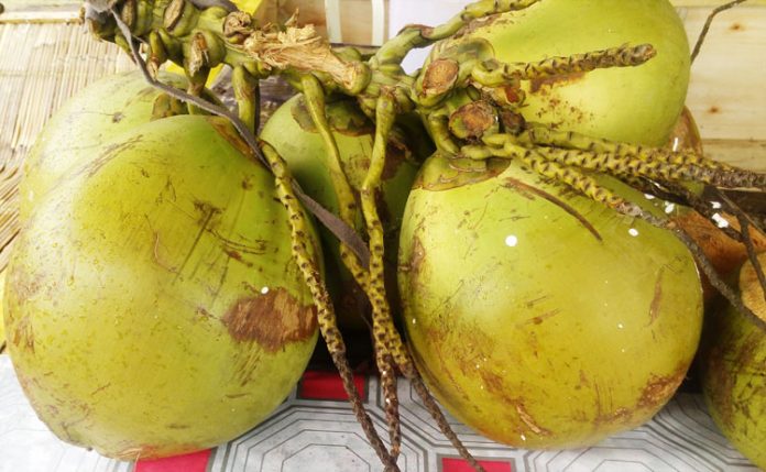 kelapa