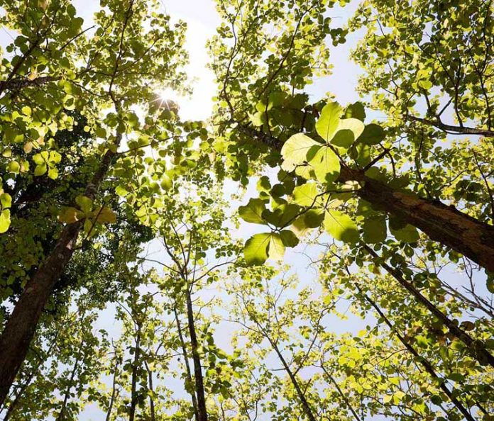 pohon jati pohon jati