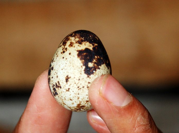 telur puyuh telur puyuh