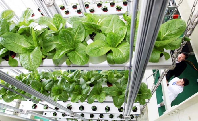 sayuran vertikal budidaya vertikal