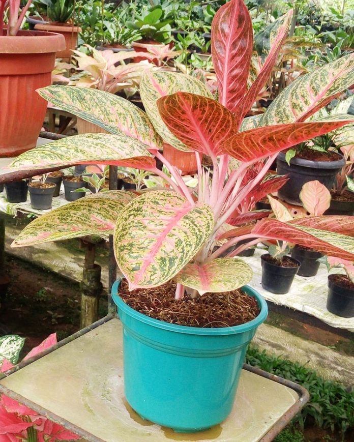cangkok-induk-aglaonema