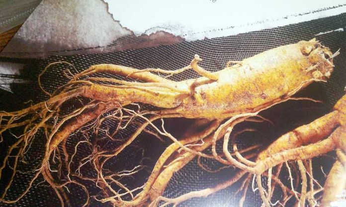 ginseng merah