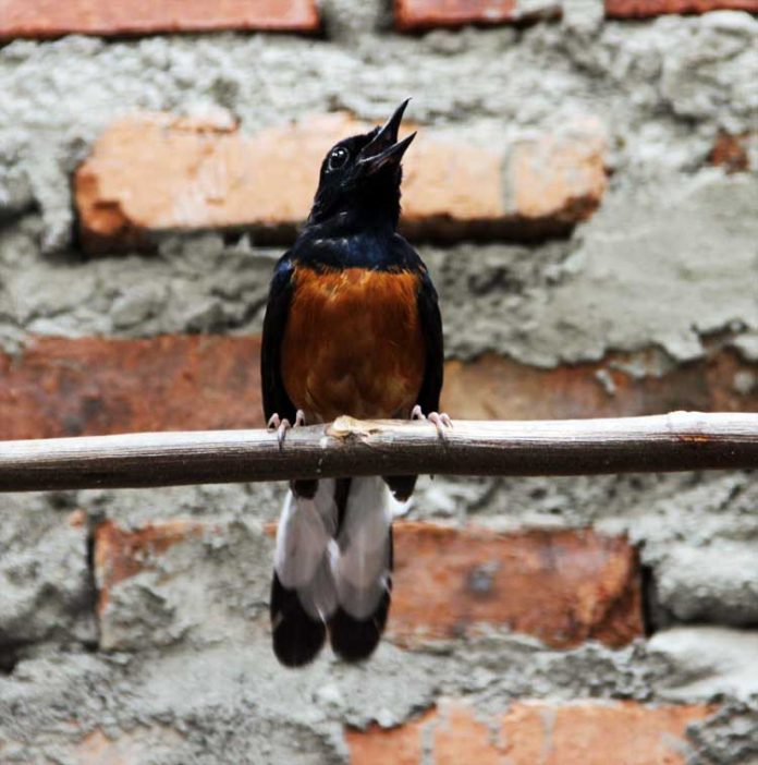 burung muraibatu burung muraibatu