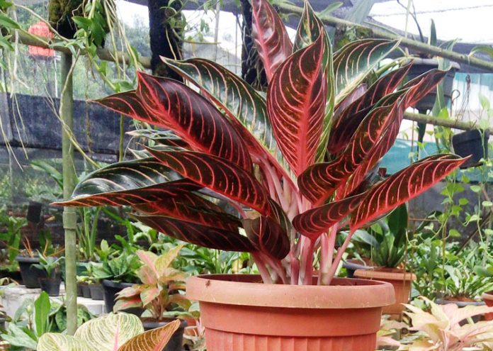 potong pucuk aglaonema aglaonema