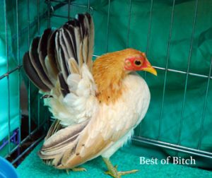 lomba serama bandung