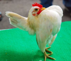 lomba serama bandung