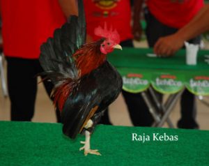 lomba serama bandung