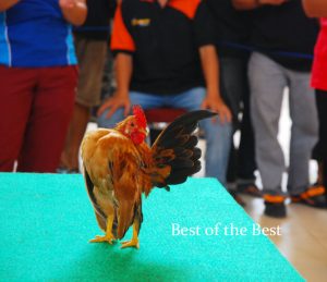 lomba serama bandung