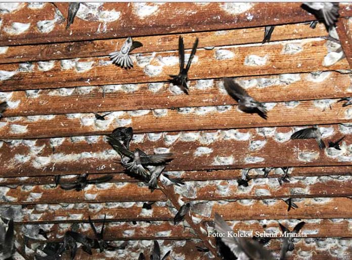 rumah walet sarang walet