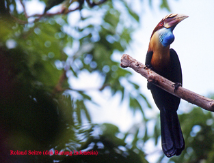 burung indonesia julang sumba