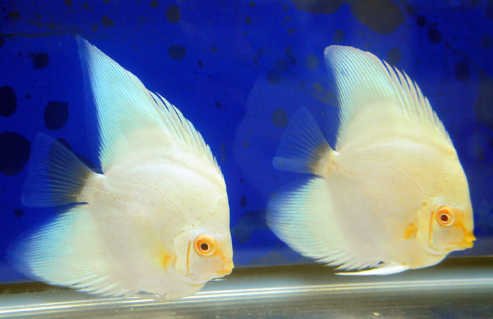 diskus longfin boomerang diskus longfin boomerang